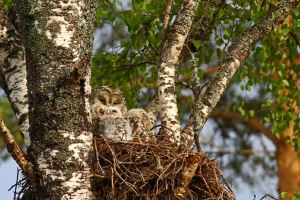 Slagugglan har den här gången valt ett gammalt ormvråksbo till sitt. I dag 11-05-28 visar den upp sin familj 